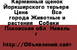 Карманный щенок Йоркширского терьера › Цена ­ 30 000 - Все города Животные и растения » Собаки   . Псковская обл.,Невель г.